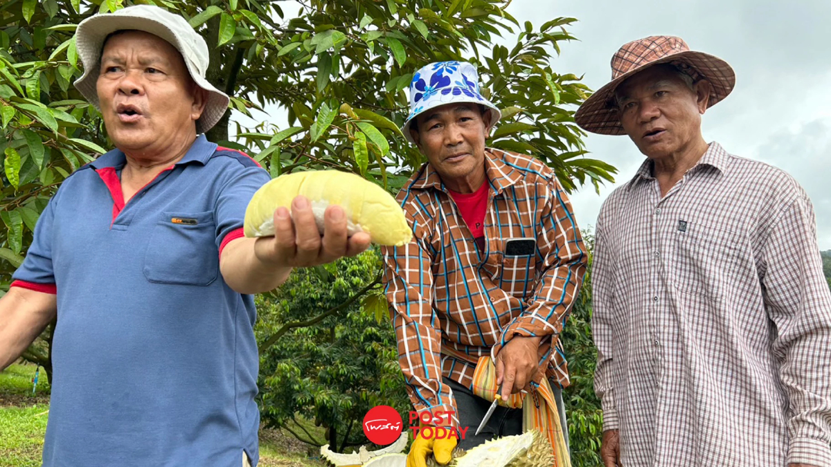 ภาคเหนือก็ปลูกทุเรียนได้ เกษตรกรแม่สายนำผลผลิตจำหน่ายครั้งแรก ภาคเหนือก็ปลูกทุเรียนได้ เกษตรกรแม่สายนำผลผลิตจำหน่ายครั้งแรก