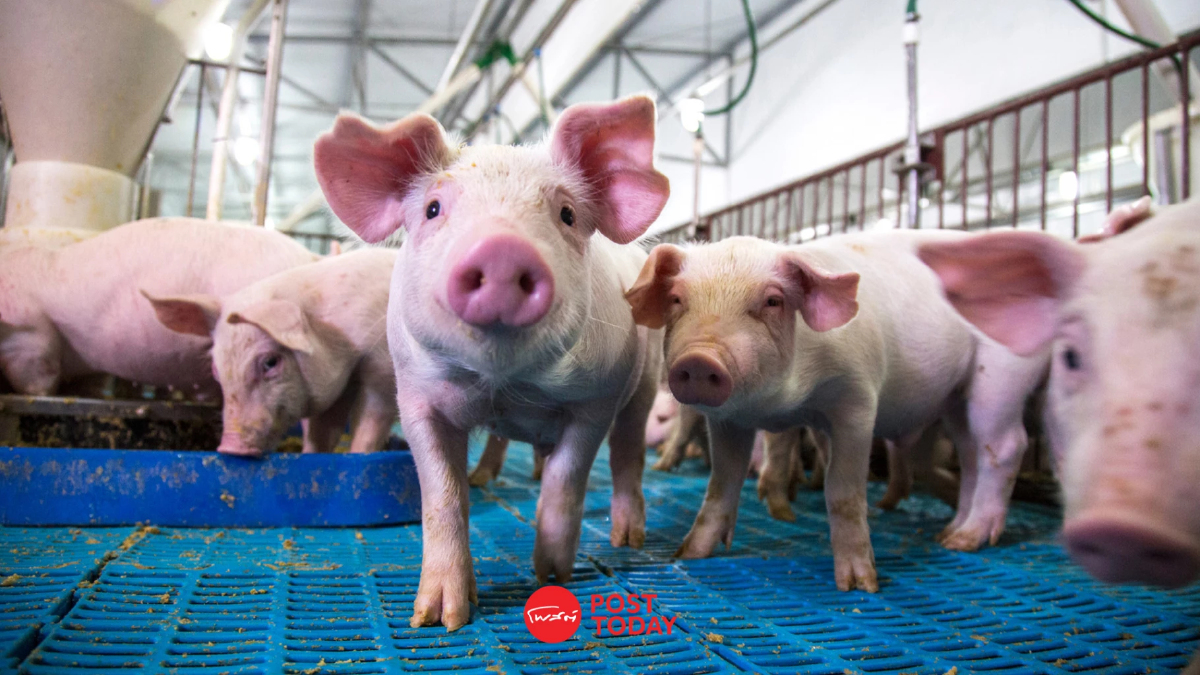 ราคาหมูร่วงยาว วอนรัฐช่วยด่วน หลังขาดทุนกว่า 6 เดือน ราคาหมูร่วงยาว วอนรัฐช่วยด่วน หลังขาดทุนกว่า 6 เดือน