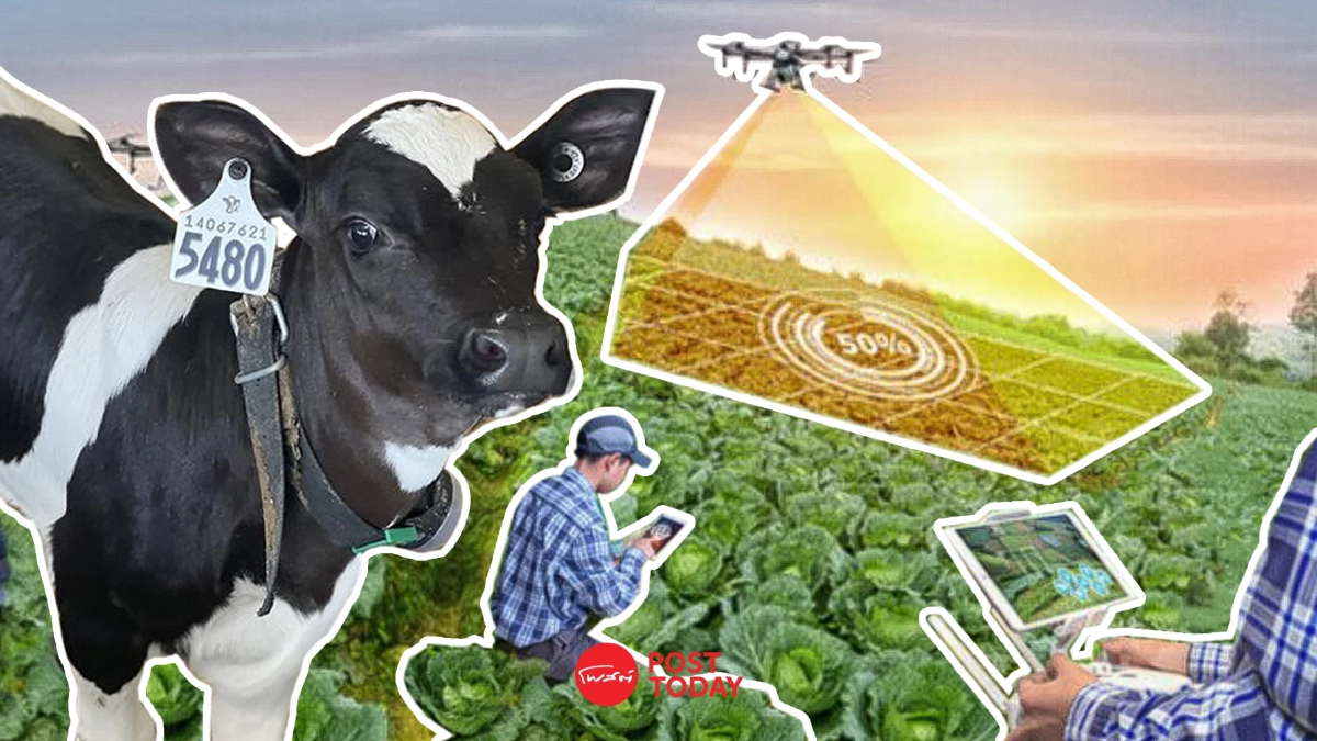 IOT สู่ระบบปศุสัตว์อัจฉริยะ ช่วยวิเคราะห์อาการป่วยสัตว์ในฟาร์ม IOT สู่ระบบปศุสัตว์อัจฉริยะ ช่วยวิเคราะห์อาการป่วยสัตว์ในฟาร์ม