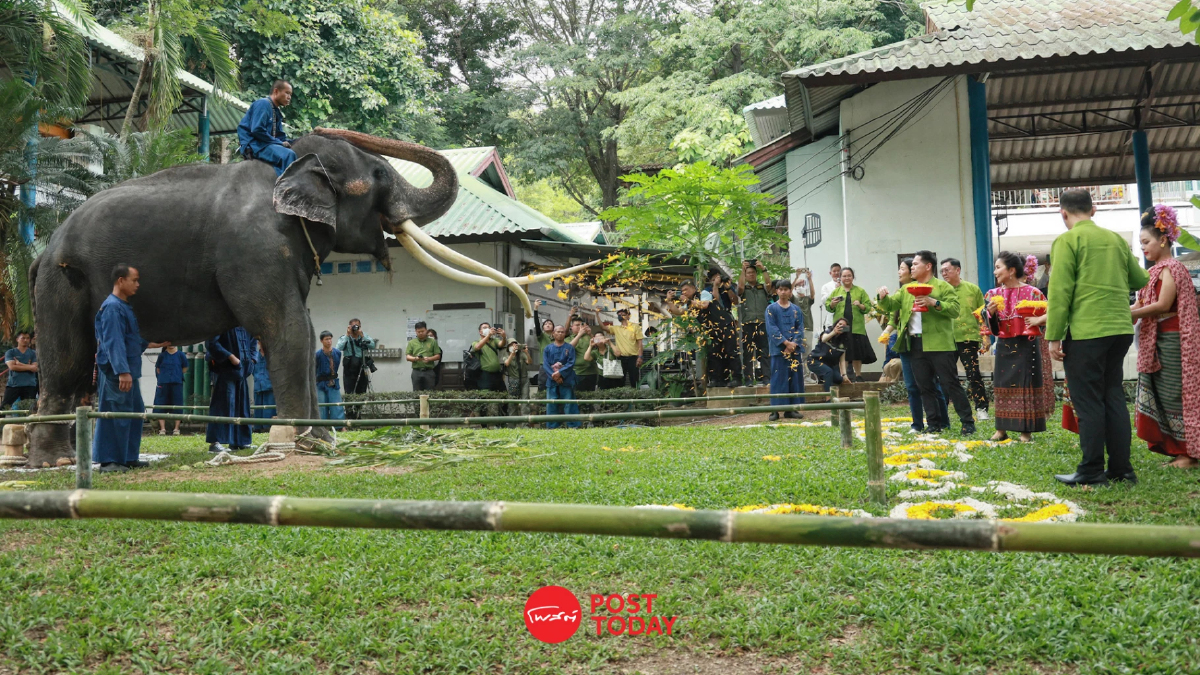 'วราวุธ'ร่วมพิธีเรียกขวัญ'พลายศักดิ์สุรินทร์'พบอาการป่วยดีขึ้น 'วราวุธ'ร่วมพิธีเรียกขวัญ'พลายศักดิ์สุรินทร์'พบอาการป่วยดีขึ้น