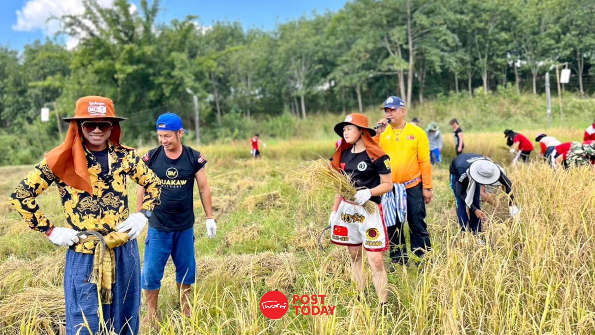 สาวจีนปั่นจักรยานถึงไทยแล้ว บัวขาวต้อนรับอบอุ่น จับลงแขกเกี่ยวข้าวทันที สาวจีนปั่นจักรยานถึงไทยแล้ว บัวขาวต้อนรับอบอุ่น จับลงแขกเกี่ยวข้าวทันที