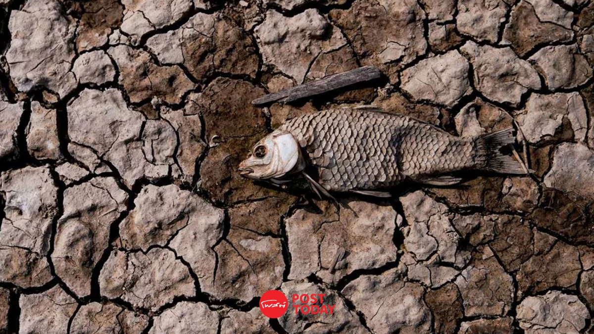 IUCN เผยปลาน้ำจืด 1 ใน 4 เสี่ยงสูญพันธุ์จาก Climate Change IUCN เผยปลาน้ำจืด 1 ใน 4 เสี่ยงสูญพันธุ์จาก Climate Change