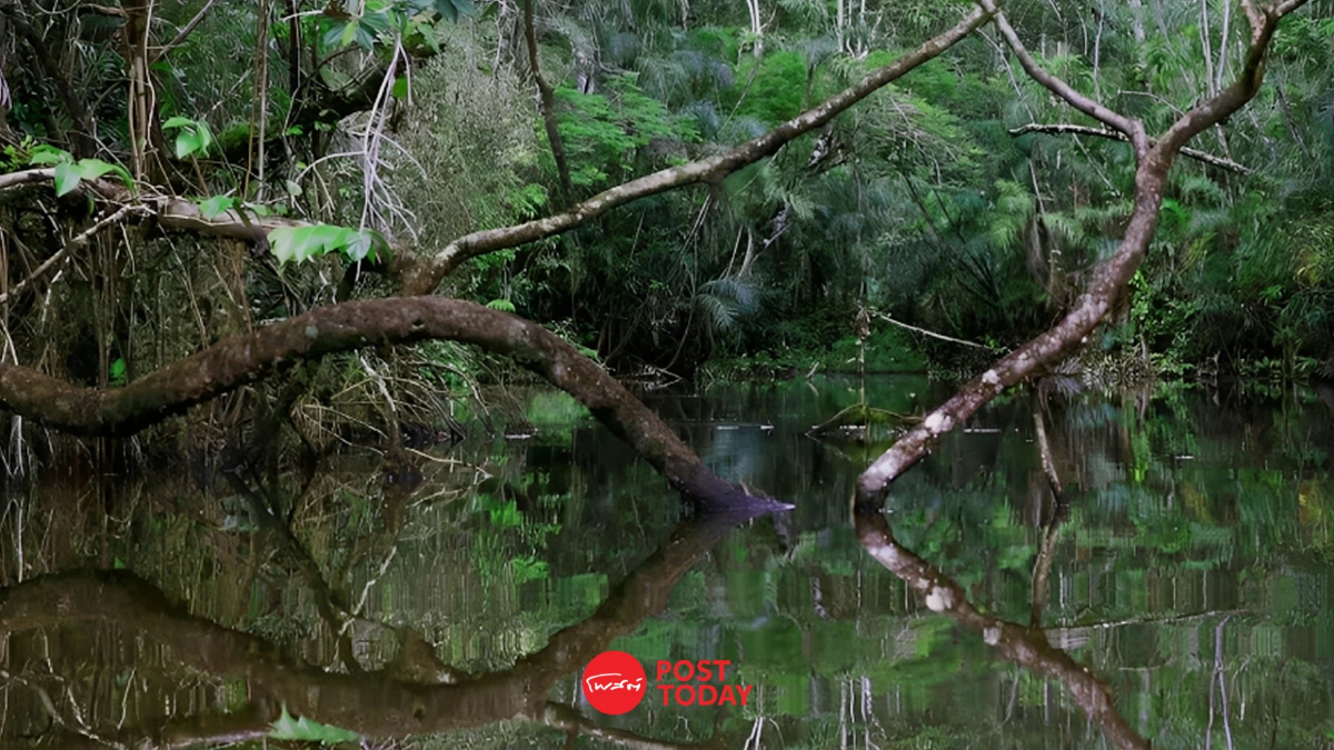The United Earth Amazonia รางวัลสิ่งแวดล้อมสำหรับโครงการอนุรักษ์ป่าอเมซอน The United Earth Amazonia รางวัลสิ่งแวดล้อมสำหรับโครงการอนุรักษ์ป่าอเมซอน
