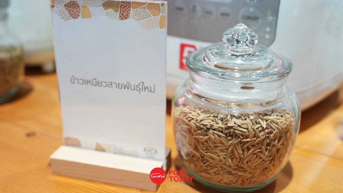 ชวนตั้งชื่อข้าวเหนียวสายพันธุ์ใหม่ ชิม ชม ดมข้าวหลากสายพันธุ์ที่ Rice Fest ชวนตั้งชื่อข้าวเหนียวสายพันธุ์ใหม่ ชิม ชม ดมข้าวหลากสายพันธุ์ที่ Rice Fest