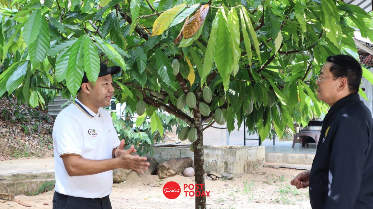 ชูวิสาหกิจชุมชนโกโก้ระนองเป็นCOCOA HUBของไทยส่งขึ้นเวทีโลก ชูวิสาหกิจชุมชนโกโก้ระนองเป็นCOCOA HUBของไทยส่งขึ้นเวทีโลก