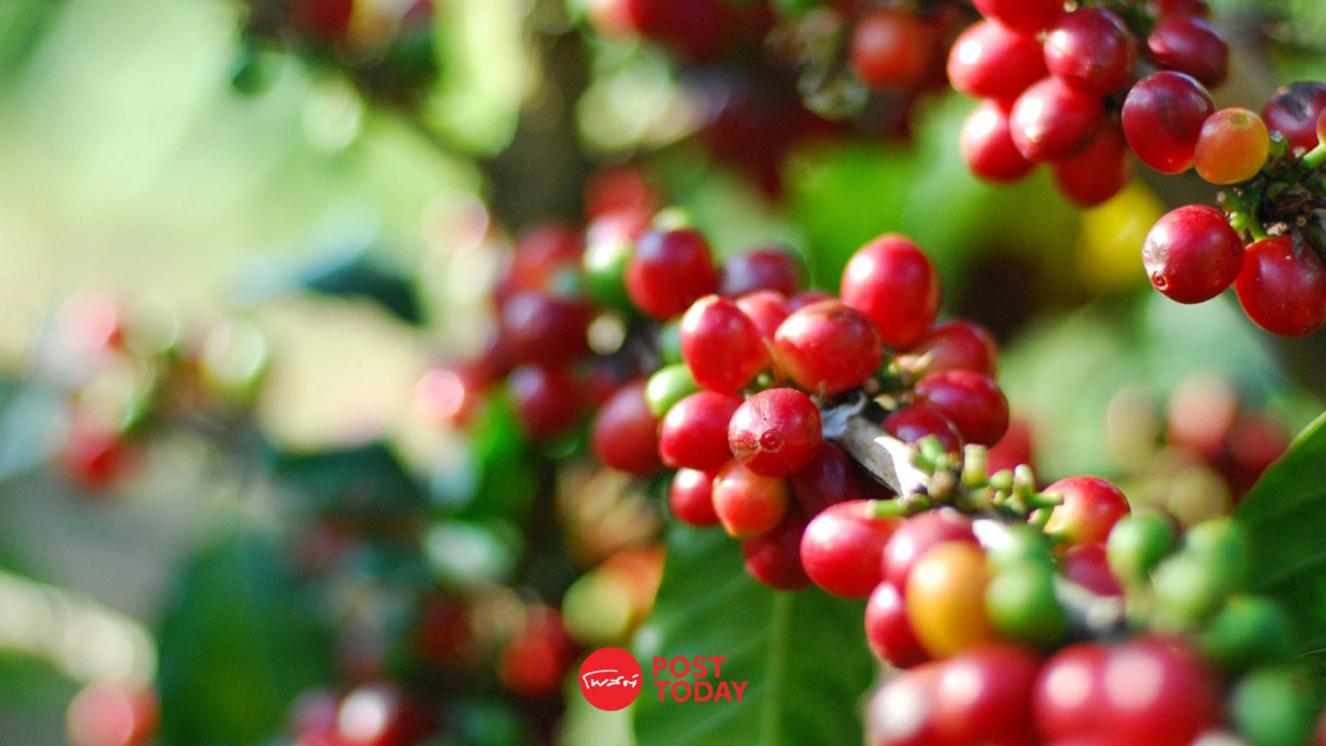 เปิดโมเดล ศูนย์วิจัยกาแฟชุมชนบ้านกองกาย ชูต้นแบบ “กาแฟฟื้นฟูป่า” เปิดโมเดล ศูนย์วิจัยกาแฟชุมชนบ้านกองกาย ชูต้นแบบ “กาแฟฟื้นฟูป่า”