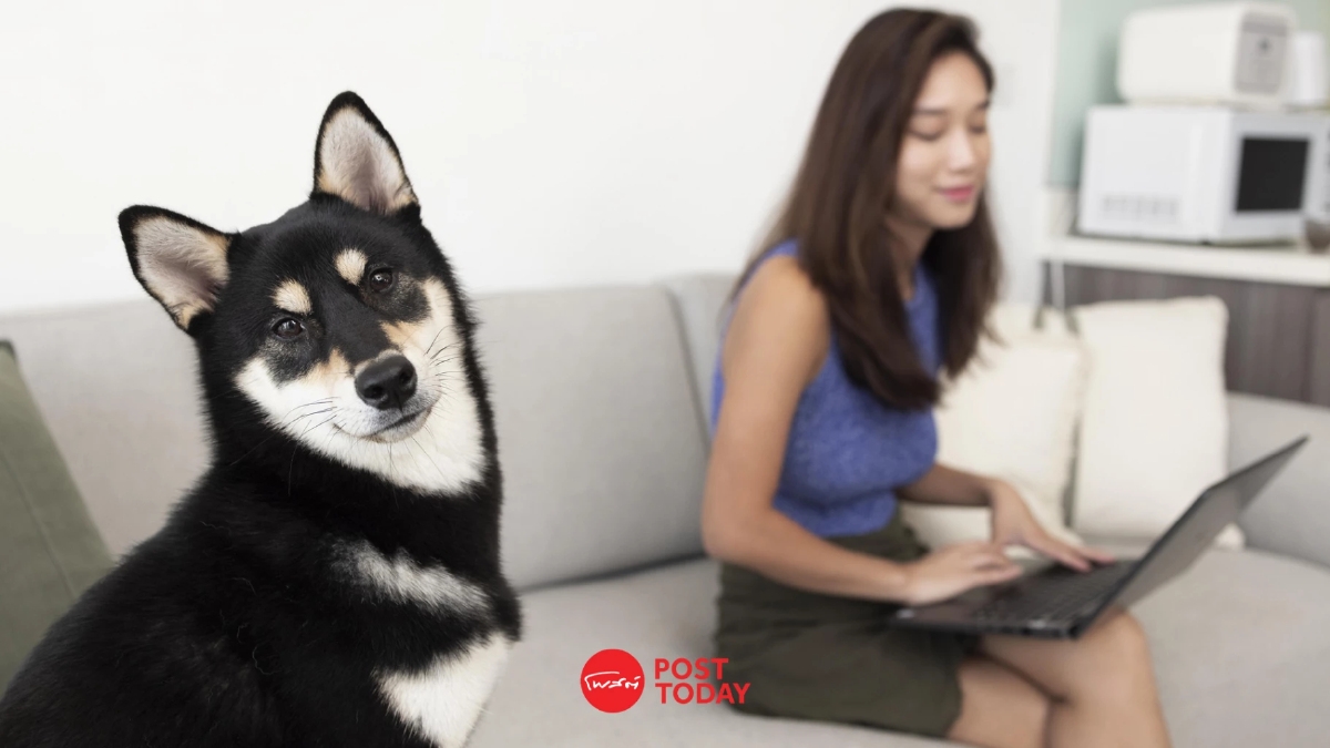 Virtual Vet เทคโนโลยียกระดับวงการดูแลสัตว์ รับเทรนด์ "ทาสหมา-ทาสแมว" พุ่ง Virtual Vet เทคโนโลยียกระดับวงการดูแลสัตว์ รับเทรนด์ "ทาสหมา-ทาสแมว" พุ่ง
