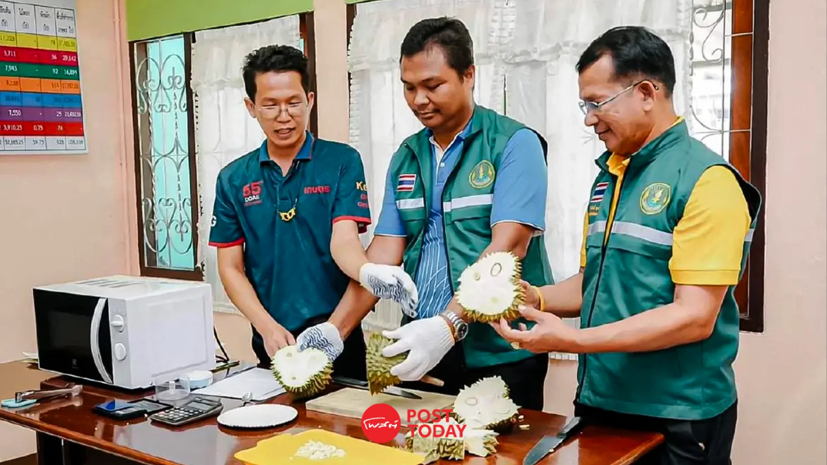 กรมส่งเสริมการเกษตร ชูแปลงใหญ่ ‘ทุเรียนทองผาภูมิ’ ประเดิม ส่งจีน 500 ตัน กรมส่งเสริมการเกษตร ชูแปลงใหญ่ ‘ทุเรียนทองผาภูมิ’ ประเดิม ส่งจีน 500 ตัน