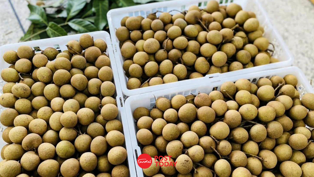 กรมส่งเสริมสหกรณ์ เร่งเพิ่มประสิทธิภาพลำไย รับตลาดจีนบริโภคสดเพิ่มขึ้น กรมส่งเสริมสหกรณ์ เร่งเพิ่มประสิทธิภาพลำไย รับตลาดจีนบริโภคสดเพิ่มขึ้น