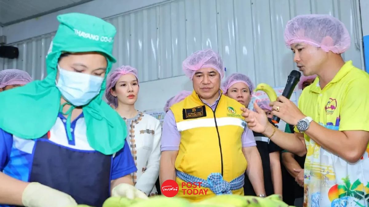 ธรรมนัส เร่งต่อยอด กล้วยหอมทองสหกรณ์ฯท่ายาง สู่สินค้าเกษตรมูลค่าสูง ธรรมนัส เร่งต่อยอด กล้วยหอมทองสหกรณ์ฯท่ายาง สู่สินค้าเกษตรมูลค่าสูง