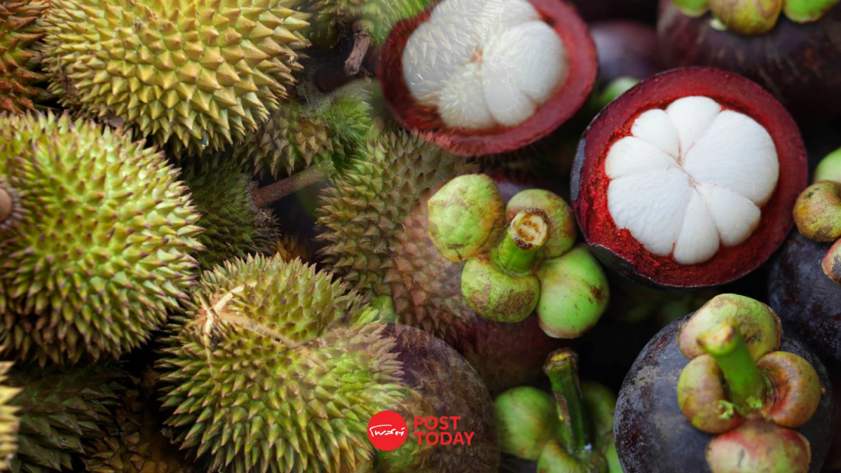 .พาณิชย์ ชี้ ปี 2567 ปีทองผลไม้ไทย ทุเรียน-มังคุด ราคาผลผลิตพุ่งสูง.