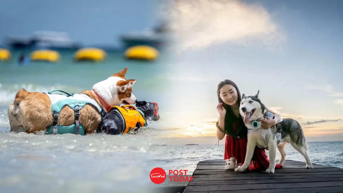 ททท. เปิดให้ 'Dog Lover' ในจีนเช่าเครื่องเหมาลำพาสัตว์เลี้ยงเที่ยวไทย! ททท. เปิดให้ 'Dog Lover' ในจีนเช่าเครื่องเหมาลำพาสัตว์เลี้ยงเที่ยวไทย!