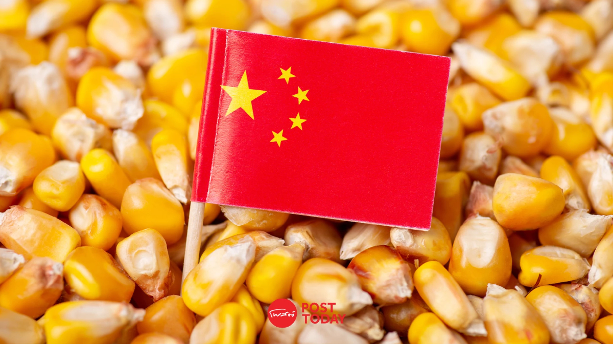 จีนรุกข้าวโพด GMO สนค. เตือนผู้ประกอบการสินค้าเกษตรเร่งปรับตัว จีนรุกข้าวโพด GMO สนค. เตือนผู้ประกอบการสินค้าเกษตรเร่งปรับตัว