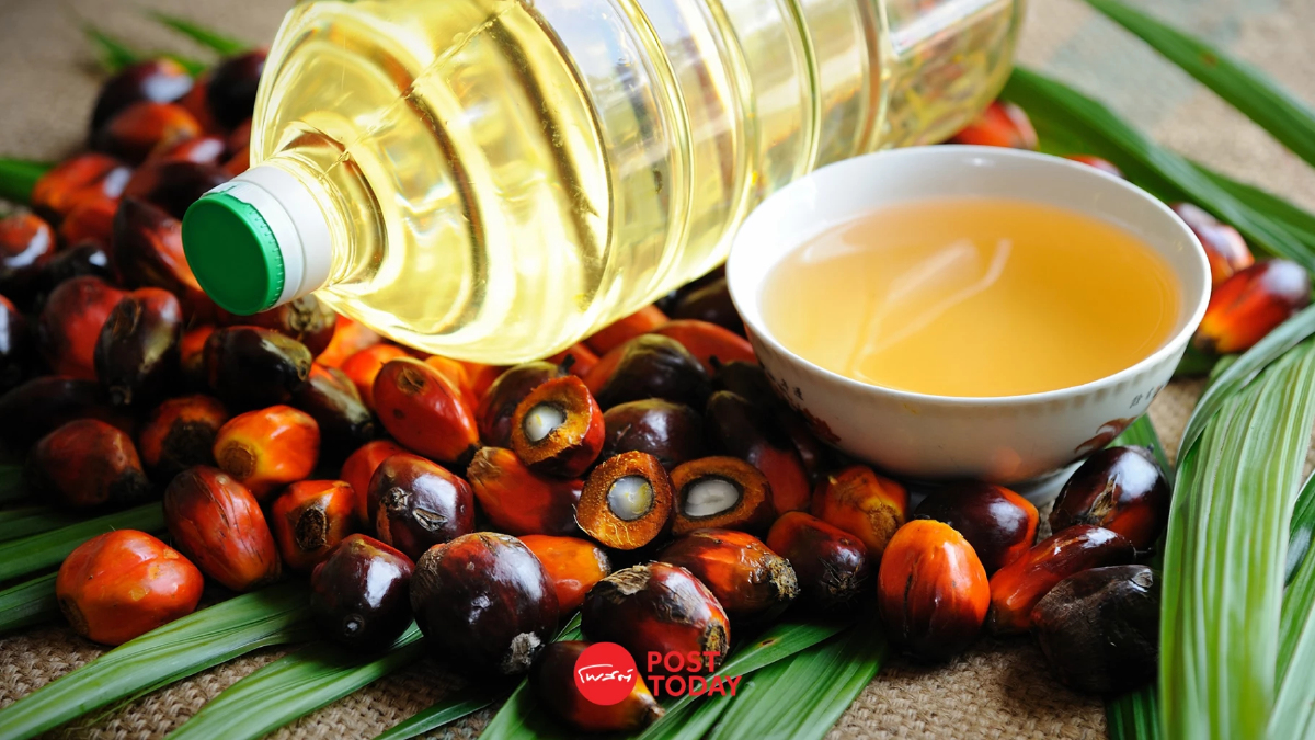 RSPO มาตรฐานปาล์มยั่งยืน ทางเลือกเพิ่มมูลค่า เข็มทิศสู่ความยั่งยืน RSPO มาตรฐานปาล์มยั่งยืน ทางเลือกเพิ่มมูลค่า เข็มทิศสู่ความยั่งยืน