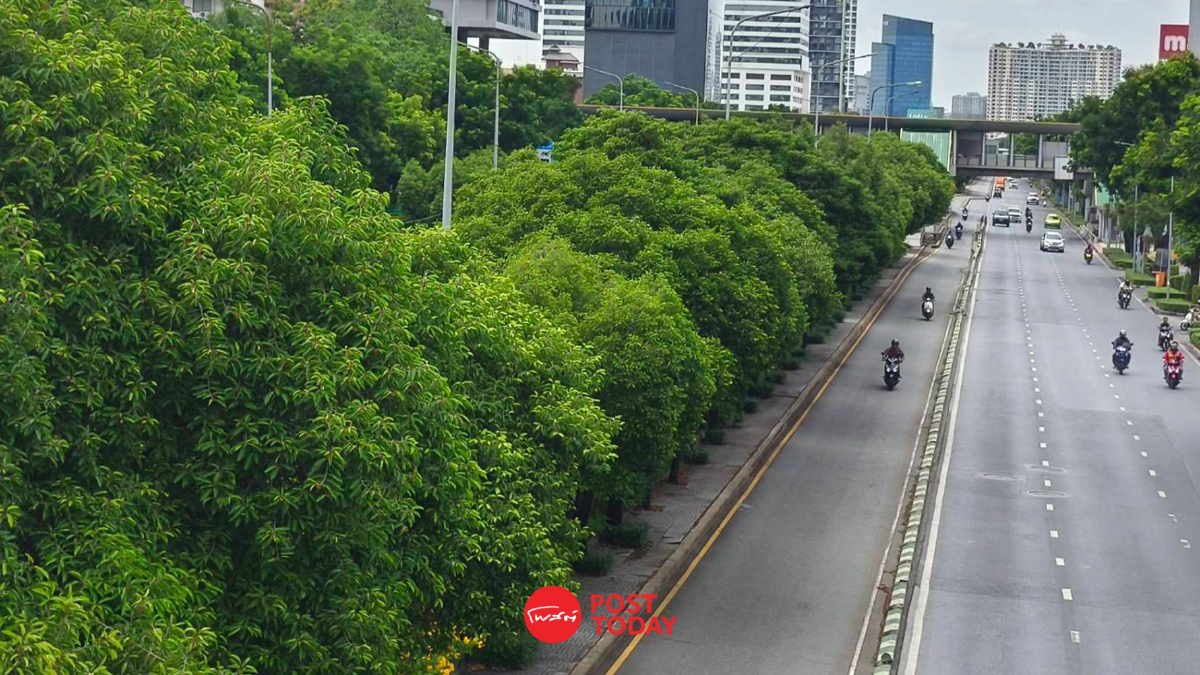 (ภาพ) Green Bangkok: กทม. ยันต้นไม้ริมคลองช่องนนทรียังเขียวชอุ่ม (ภาพ) Green Bangkok: กทม. ยันต้นไม้ริมคลองช่องนนทรียังเขียวชอุ่ม