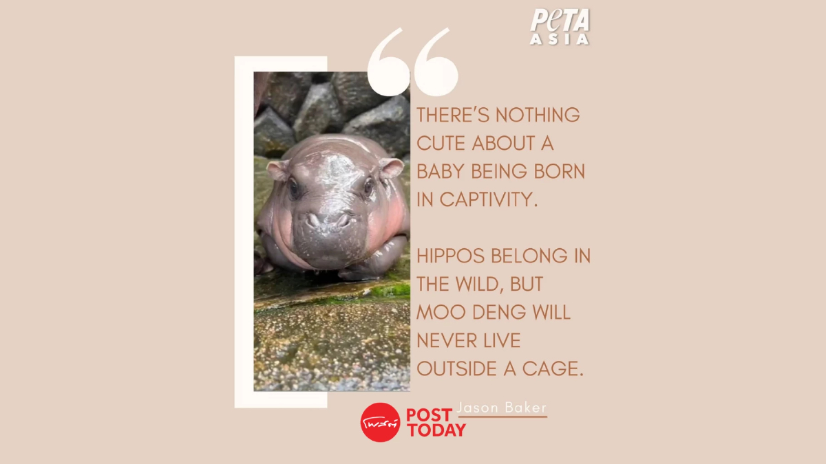 PETA มาแล้ว ชวนคว่ำบาตรสวนสัตว์ไทย เอาเปรียบน้อง "หมูเด้ง" ทำกำไร! PETA มาแล้ว ชวนคว่ำบาตรสวนสัตว์ไทย เอาเปรียบน้อง "หมูเด้ง" ทำกำไร!