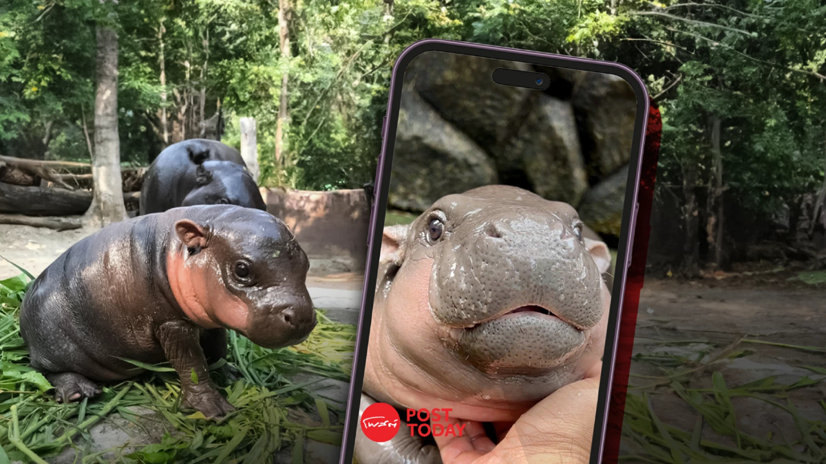 "หมูเด้ง" เขย่าโลกโซเชียล ด้านวิจัยเผย คลิปสัตว์น่ารักลดความเครียดได้จริง "หมูเด้ง" เขย่าโลกโซเชียล ด้านวิจัยเผย คลิปสัตว์น่ารักลดความเครียดได้จริง