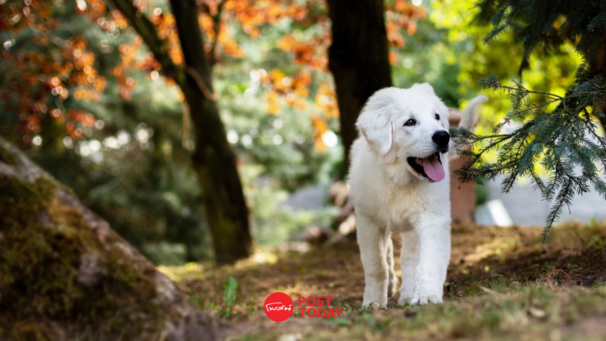 เนรมิต “Dog Park สวนลุมฯ“ ต้นแบบสวนสุนัข ไทย-ญี่ปุ่นสุดชิค! เนรมิต “Dog Park สวนลุมฯ“ ต้นแบบสวนสุนัข ไทย-ญี่ปุ่นสุดชิค!