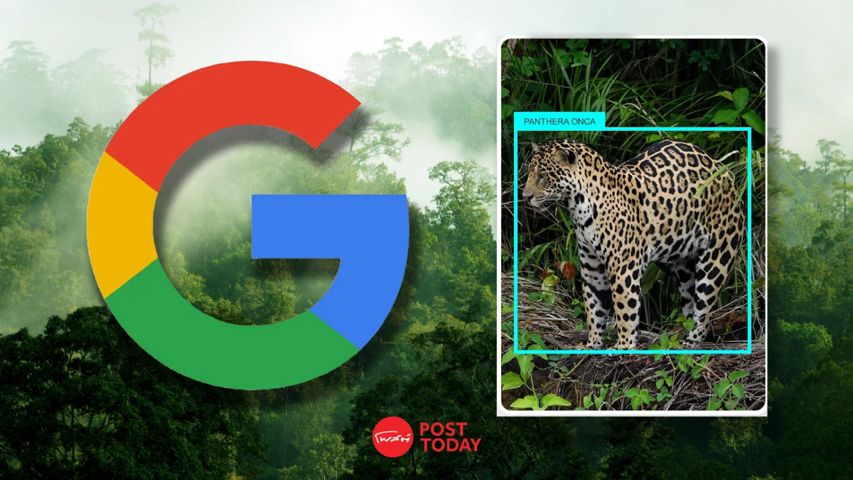 หมดปัญหานี่ตัวอะไร SpeciesNet AI ระบุสายพันธุ์สัตว์ป่าจาก Google หมดปัญหานี่ตัวอะไร SpeciesNet AI ระบุสายพันธุ์สัตว์ป่าจาก Google