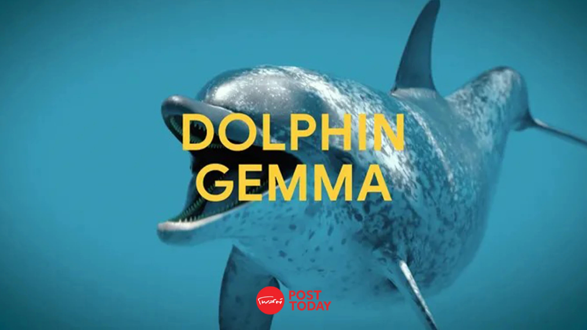 Google เปิดตัว DolphinGemma โมเดล AI แปลภาษาโลมาตัวแรกของโลก Google เปิดตัว DolphinGemma โมเดล AI แปลภาษาโลมาตัวแรกของโลก