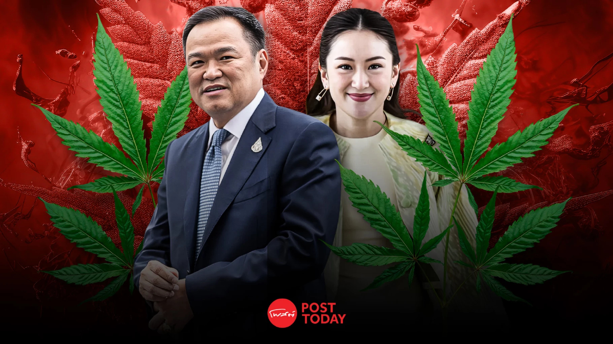 ‘กัญชา(ไม่)เสรี’ ฉายภาพชัด! นโยบายสาธารณสุขไทยภายใต้ ‘การเมือง’ ‘กัญชา(ไม่)เสรี’ ฉายภาพชัด! นโยบายสาธารณสุขไทยภายใต้ ‘การเมือง’