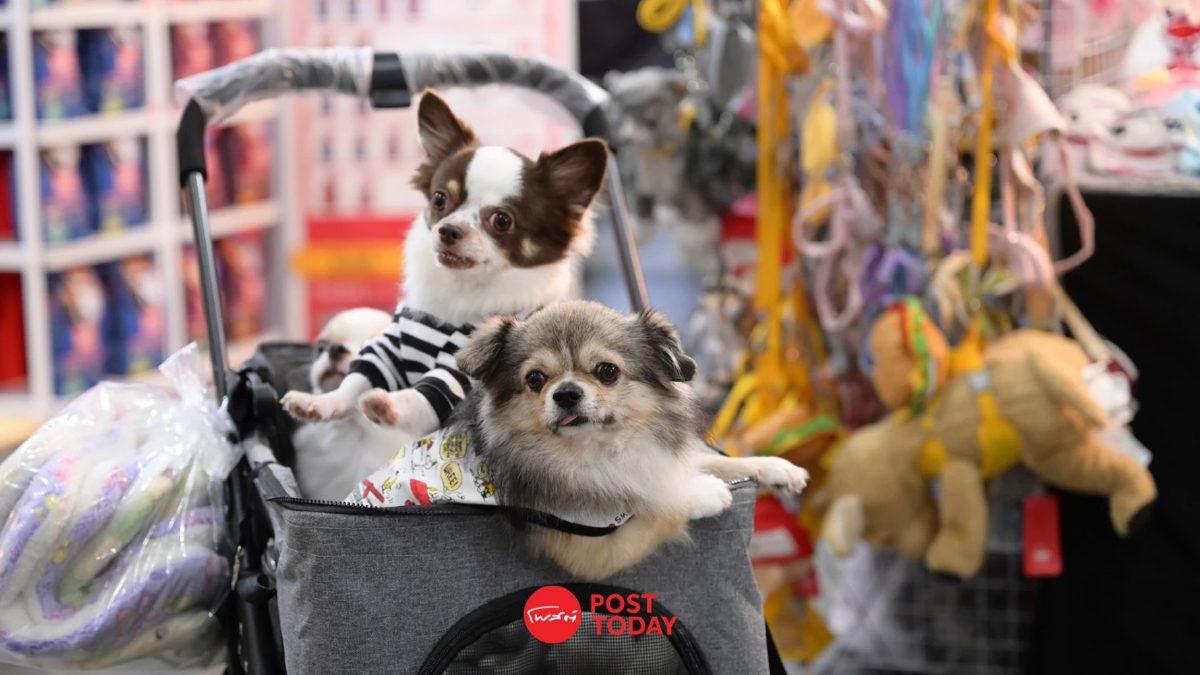 ตลาดสัตว์เลี้ยงโตแรง เงินสะพัด 7.5หมื่นล้าน รับกระแส Petconomy ตลาดสัตว์เลี้ยงโตแรง เงินสะพัด 7.5หมื่นล้าน รับกระแส Petconomy