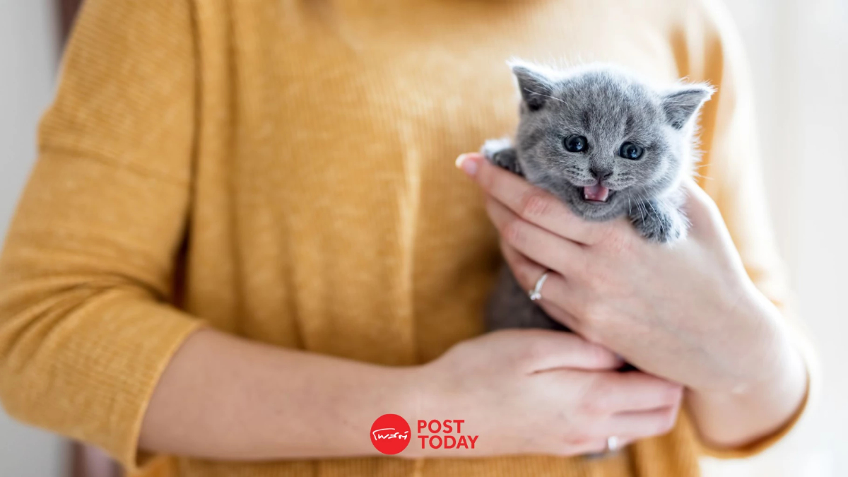 Pet Economy โตแรง รพ.สัตว์ทองหล่อปั้นศูนย์เฉพาะทาง รุกขยายสาขา Pet Economy โตแรง รพ.สัตว์ทองหล่อปั้นศูนย์เฉพาะทาง รุกขยายสาขา
