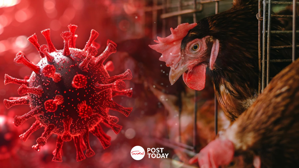 “รัฐบาล”คุมเข้มเฝ้าระวังไข้หวัดนก H5N1 หลังพบระบาดในกัมพูชา “รัฐบาล”คุมเข้มเฝ้าระวังไข้หวัดนก H5N1 หลังพบระบาดในกัมพูชา
