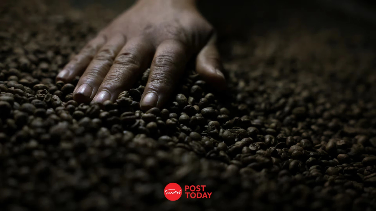 จีนเปิดตลาดรับกาแฟบราซิล 183 ราย หลังสหรัฐฯ ขึ้นภาษีนำเข้า 50% จีนเปิดตลาดรับกาแฟบราซิล 183 ราย หลังสหรัฐฯ ขึ้นภาษีนำเข้า 50%