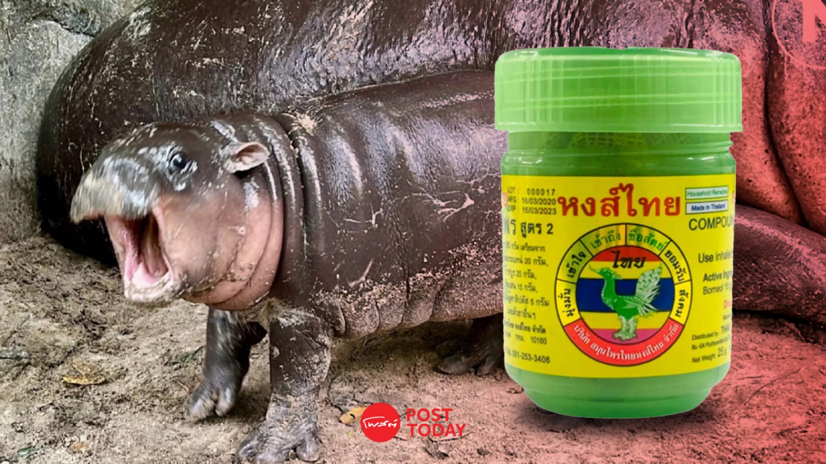 "หมูเด้ง-หงส์ไทย" รอดต่างชาติจ้องจดเครื่องหมายการค้า "หมูเด้ง-หงส์ไทย" รอดต่างชาติจ้องจดเครื่องหมายการค้า