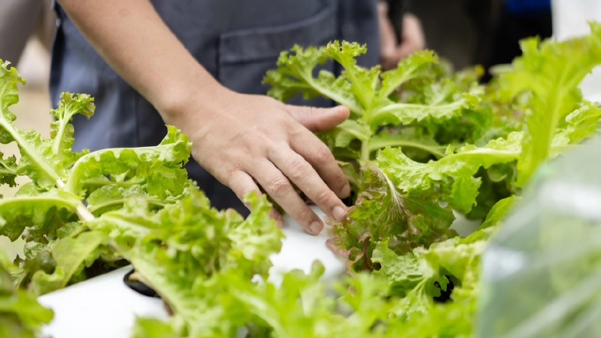 Braille Farm เฟส 2 ยกระดับชีวิตคนตาบอด ด้วยเกษตรอัจฉริยะปลอดภัย Braille Farm เฟส 2 ยกระดับชีวิตคนตาบอด ด้วยเกษตรอัจฉริยะปลอดภัย