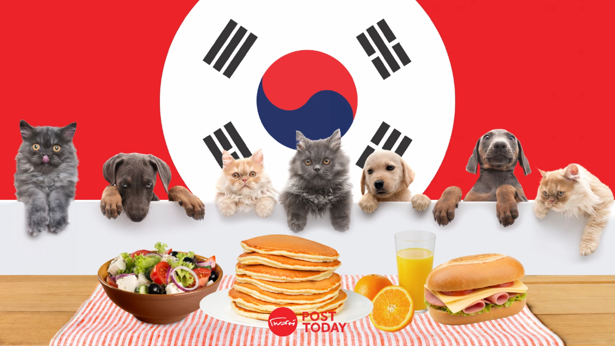 จากดราม่า ‘น้องหมากินข้าวร่วมโต๊ะในร้าน’ สู่การส่องกฎหมาย Pet Friendly ของ ‘เกาหลีใต้’ จากดราม่า ‘น้องหมากินข้าวร่วมโต๊ะในร้าน’ สู่การส่องกฎหมาย Pet Friendly ของ ‘เกาหลีใต้’