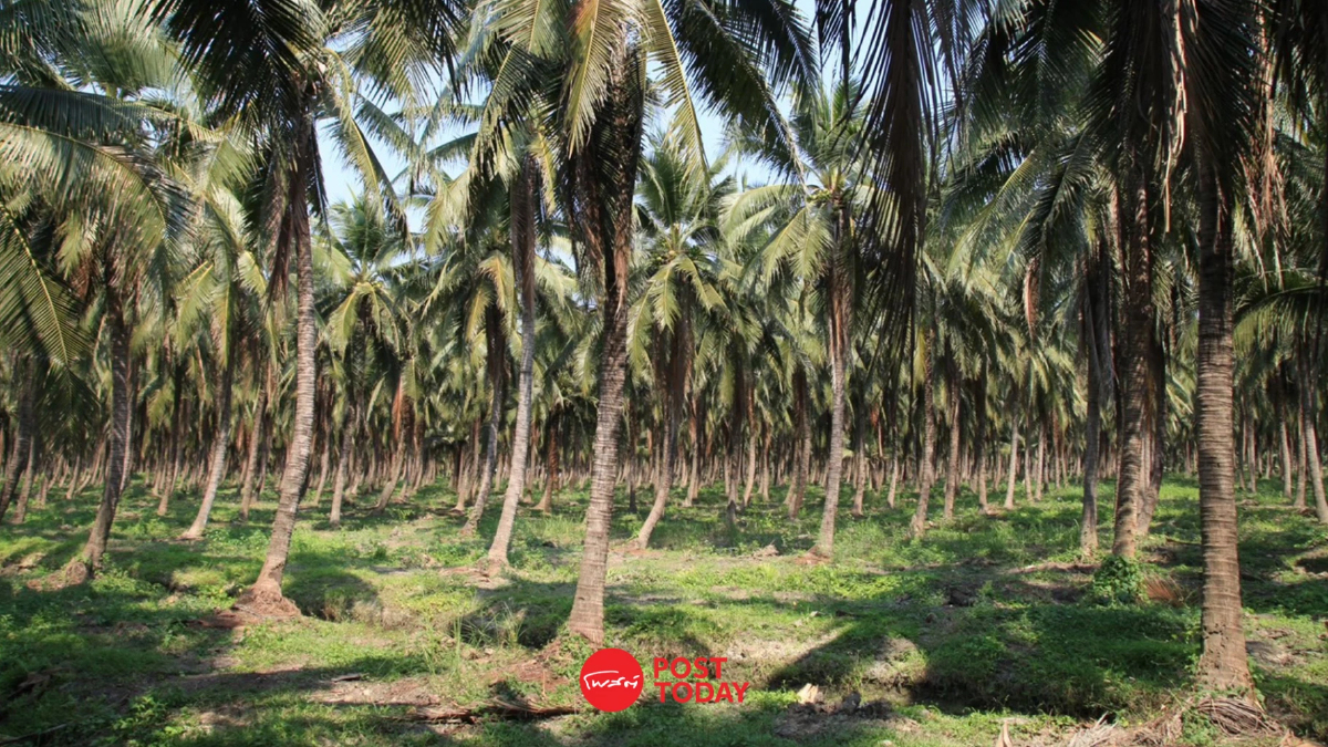 พาณิชย์ สั่งตรวจล้งนอมินี พยุงราคามะพร้าวน้ำหอม เปิดตลาดใหม่ทั่วโลก พาณิชย์ สั่งตรวจล้งนอมินี พยุงราคามะพร้าวน้ำหอม เปิดตลาดใหม่ทั่วโลก