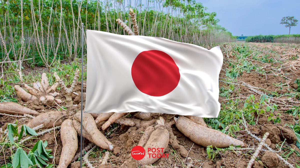 แผนปี 69 กรมการค้าต่างประเทศ พามันสำปะหลังไทยเจาะญี่ปุ่นเต็มสูบ แผนปี 69 กรมการค้าต่างประเทศ พามันสำปะหลังไทยเจาะญี่ปุ่นเต็มสูบ