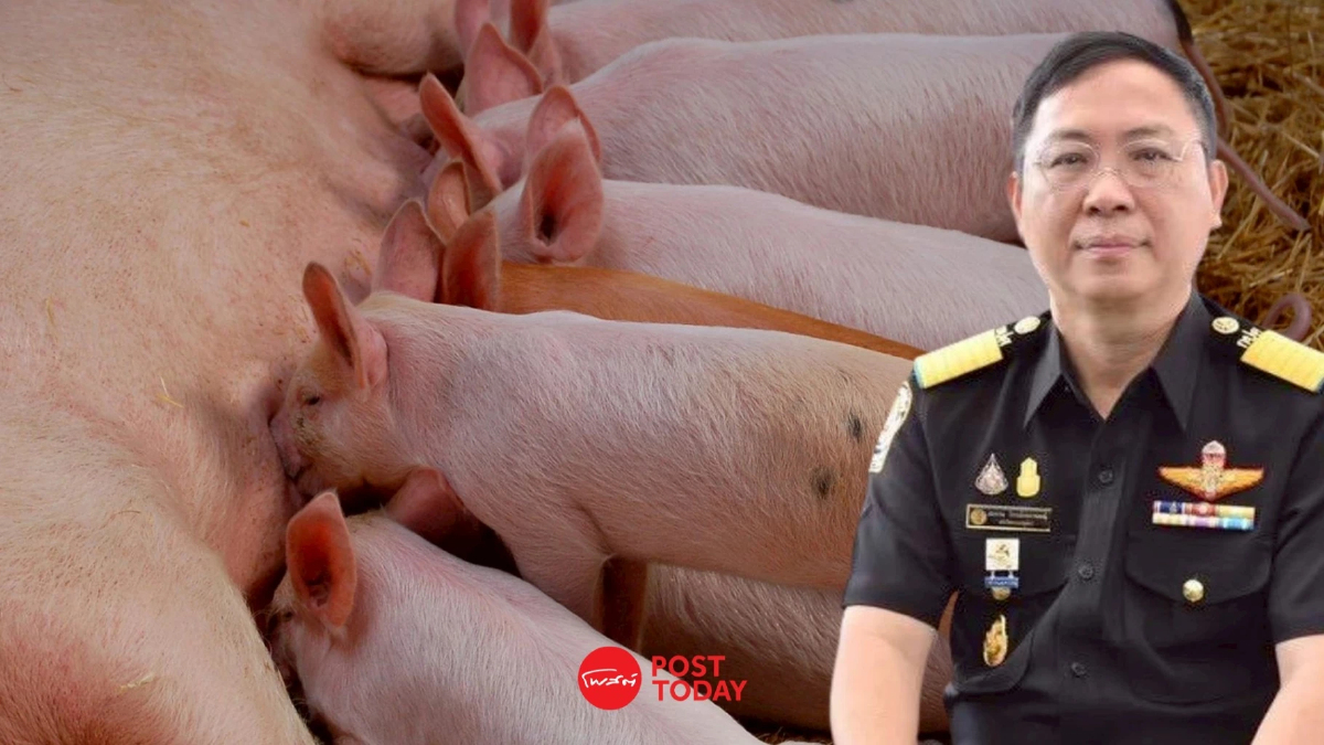 ปศุสัตว์เร่งเครื่องเจรจา ‘สิงคโปร์’ เปิดตลาดนำเข้าหมูอีกประเทศ ปศุสัตว์เร่งเครื่องเจรจา ‘สิงคโปร์’ เปิดตลาดนำเข้าหมูอีกประเทศ