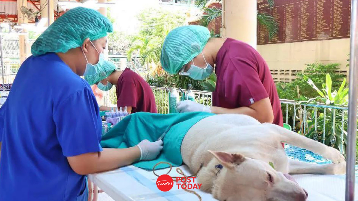 ไอคอนสยามจับมือ กทม. เปิด ICONSIAM PETS CARE ฝังชิป-ฉีดวัคซีนฟรี! ไอคอนสยามจับมือ กทม. เปิด ICONSIAM PETS CARE ฝังชิป-ฉีดวัคซีนฟรี!