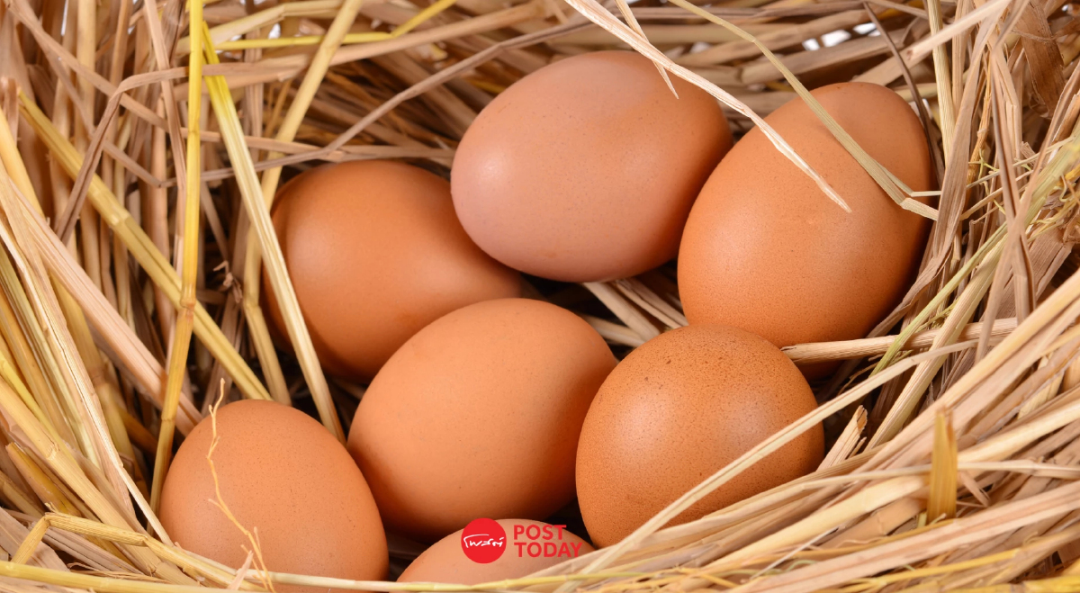 ไข่ไก่ Cage-free เทรนด์ใหม่โลก สหรัฐฯ ปั้นจนเป็นสินค้ามูลค่าสูง ไข่ไก่ Cage-free เทรนด์ใหม่โลก สหรัฐฯ ปั้นจนเป็นสินค้ามูลค่าสูง