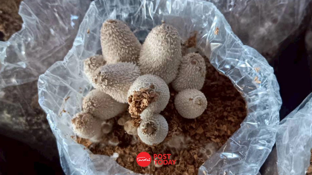 ปั่นจักรยานขายเห็ด ทางเลือกอาชีพชุมชนสู่ความยั่งยืนภาคการเกษตร ปั่นจักรยานขายเห็ด ทางเลือกอาชีพชุมชนสู่ความยั่งยืนภาคการเกษตร