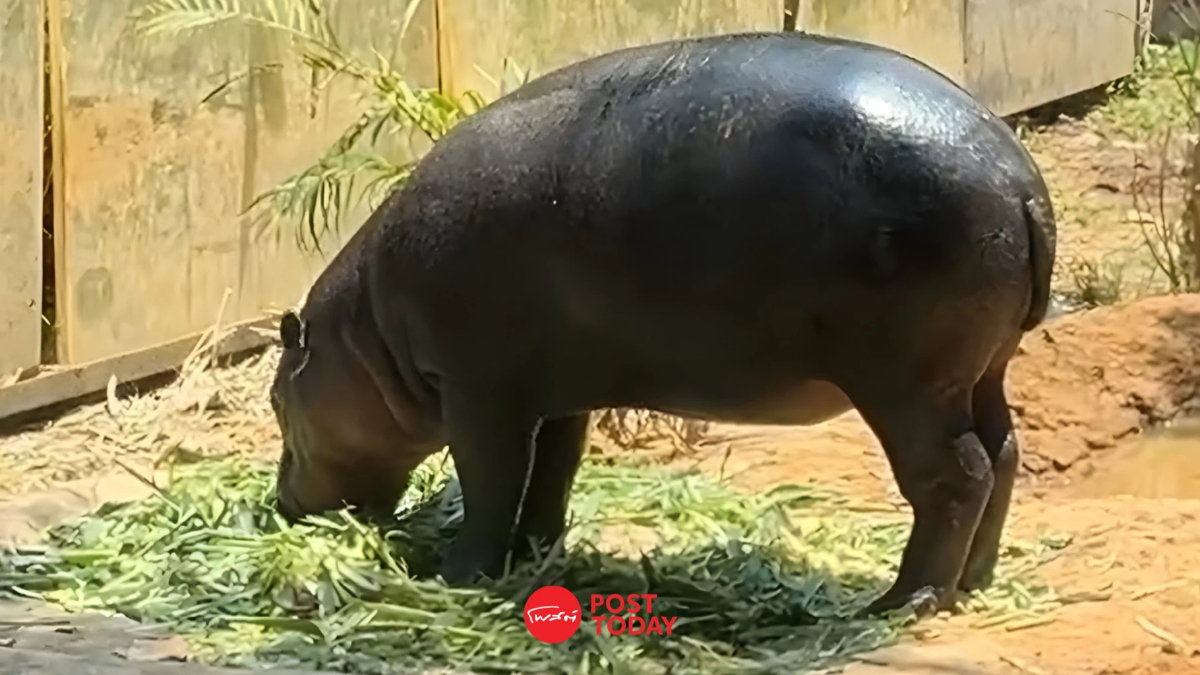 ต้อนรับสมาชิกใหม่! "ลูกฮิปโปแคระ" สวนสัตว์ขอนแก่น น้องหมูด้วง หลานหมูเด้ง ต้อนรับสมาชิกใหม่! "ลูกฮิปโปแคระ" สวนสัตว์ขอนแก่น น้องหมูด้วง หลานหมูเด้ง