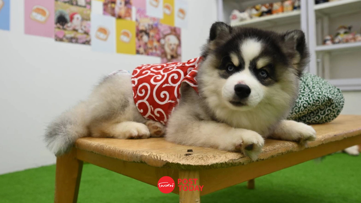 ฟิวเจอร์พาร์ค-สเปลล์ เปิด Pet Zociety ปักหมุดฮับสัตว์เลี้ยง! ฟิวเจอร์พาร์ค-สเปลล์ เปิด Pet Zociety ปักหมุดฮับสัตว์เลี้ยง!