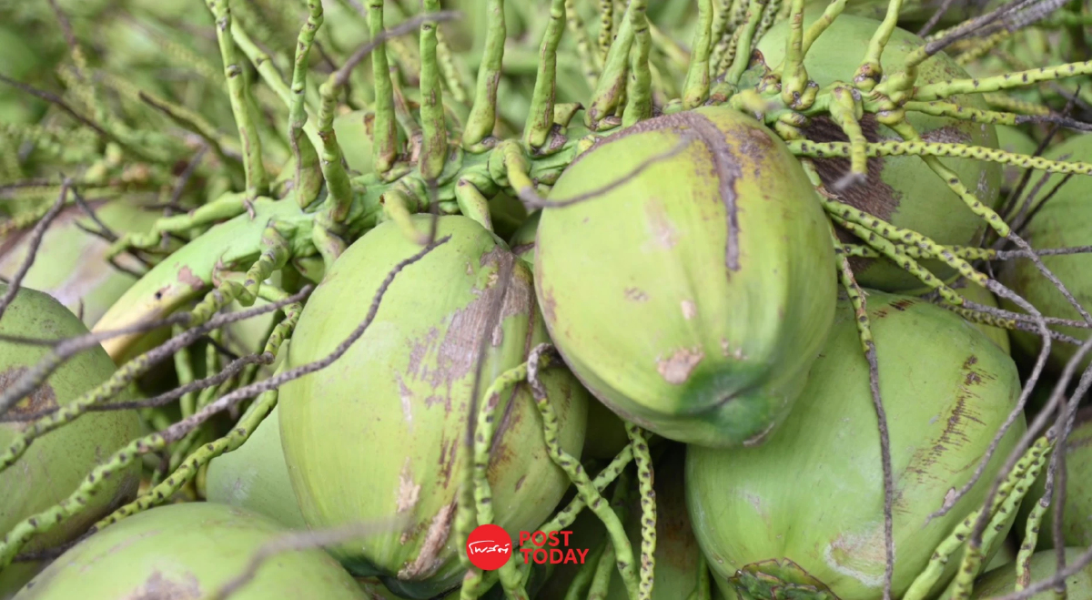 ราชบุรี รวมกลุ่มตั้ง "ล้งชุมชนมะพร้าวน้ำหอม" กำหนดราคามาตรฐาน ราชบุรี รวมกลุ่มตั้ง "ล้งชุมชนมะพร้าวน้ำหอม" กำหนดราคามาตรฐาน