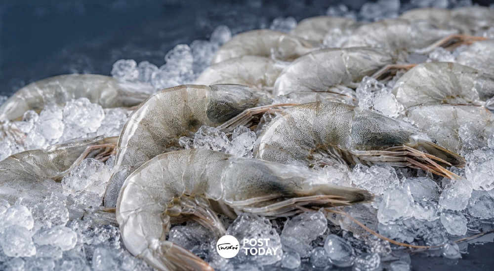 อุ้มกุ้งใต้! เอกชนผนึกกำลังรับซื้อผลผลิต หลังมาเลเซียระงับนำเข้า