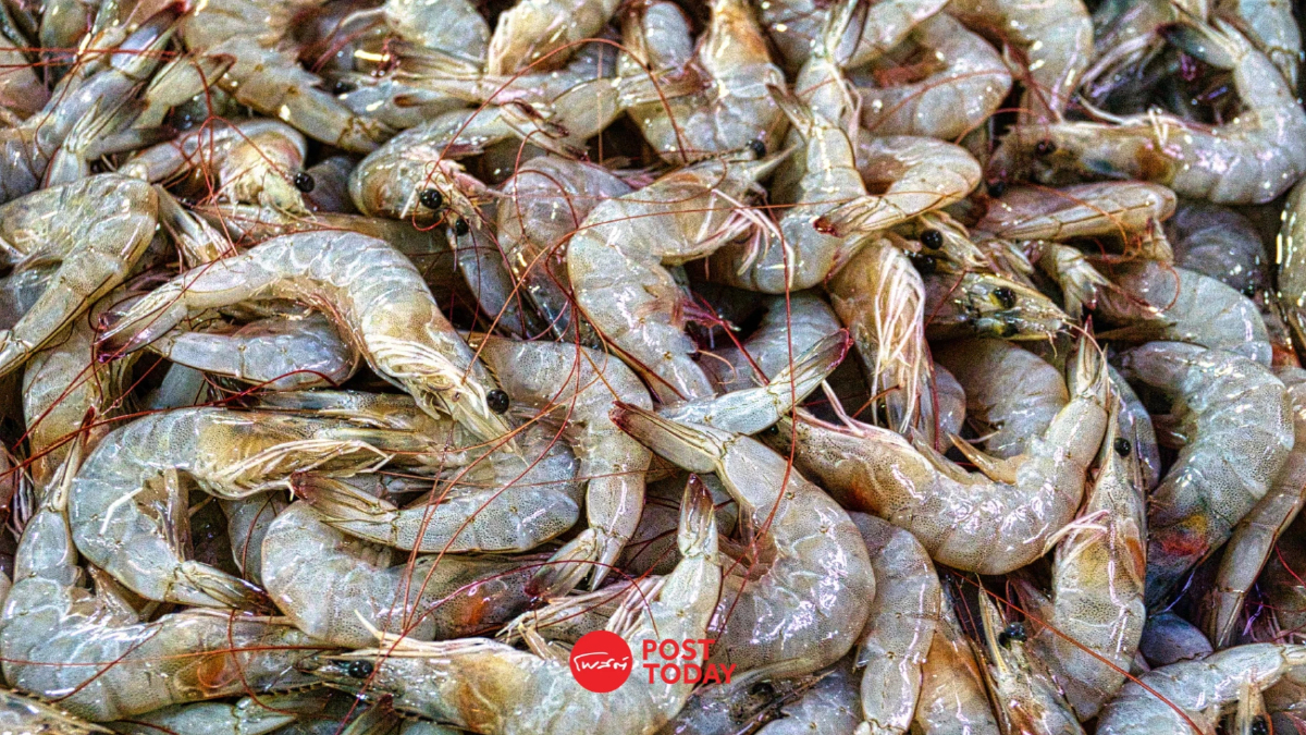นายกฯรับลูกเกษตรกรเลี้ยงกุ้ง เร่งเจรจามาเลเซีย ปมระงับนำเข้ากุ้งไทย นายกฯรับลูกเกษตรกรเลี้ยงกุ้ง เร่งเจรจามาเลเซีย ปมระงับนำเข้ากุ้งไทย