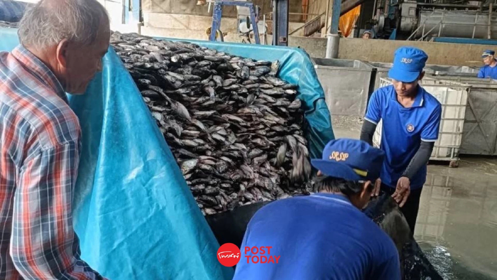 เกษตรกร-ชาวประมง 5 จังหวัด แห่นำปลาหมอคางดำส่งขายโรงงานปลาป่นสมุทรสาคร