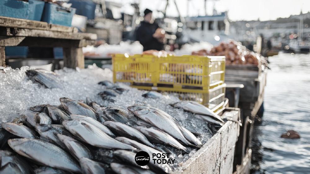 เอกชน ชงรัฐแก้กฎระเบียบประมง ทบทวนค่าธรรมเนียมนำเข้าสัตว์น้ำ เปิดตลาดรัสเซีย
