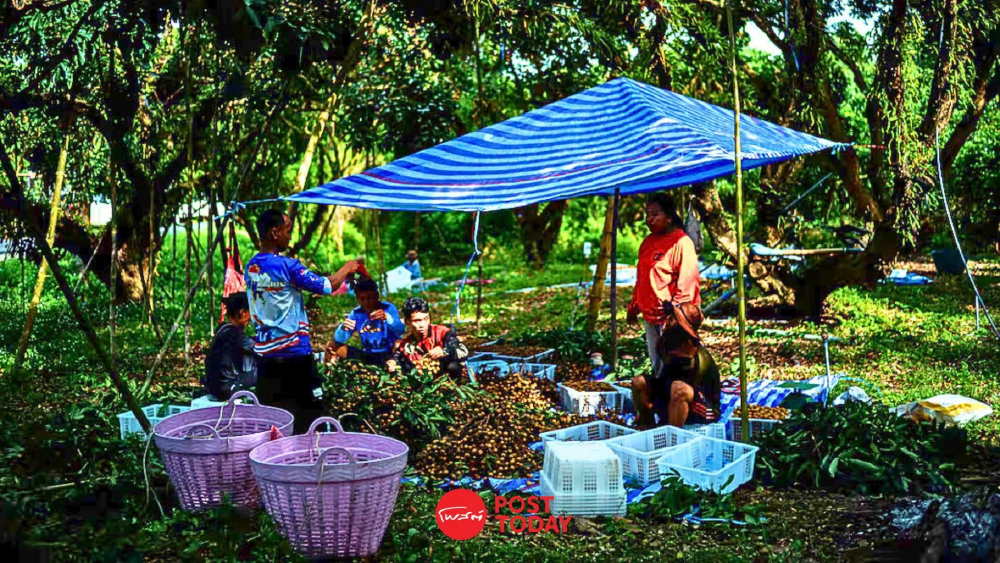 UN ชูไทยต้นแบบภูมิภาค ดึงผู้ลี้ภัยเมียนมา เข้าตลาดแรงงานสำเร็จ UN ชูไทยต้นแบบภูมิภาค ดึงผู้ลี้ภัยเมียนมา เข้าตลาดแรงงานสำเร็จ