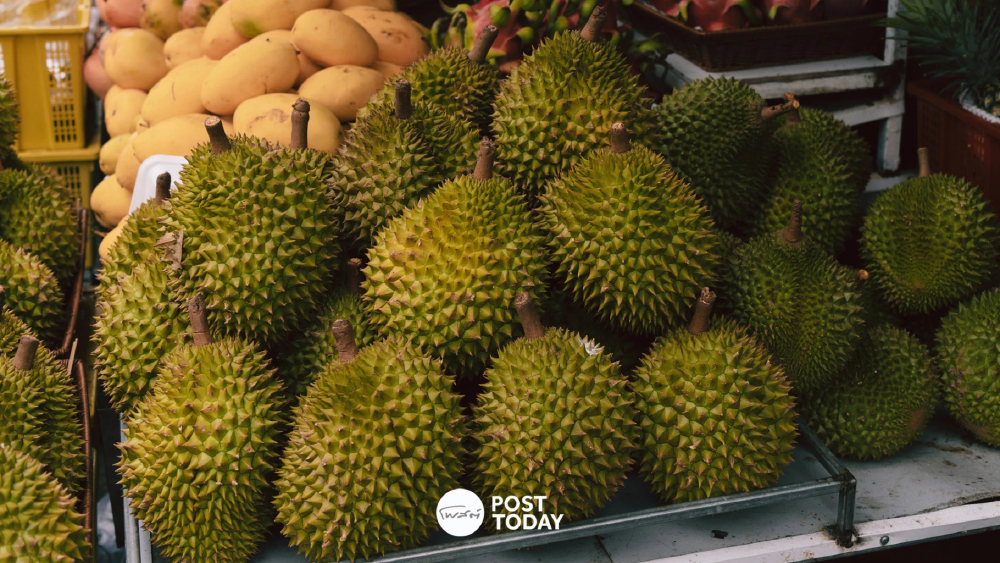 วิกฤตทุเรียนมาเลเซีย! ผลผลิตล้นตลาด พันธุ์พรีเมียมราคาร่วง 90% วิกฤตทุเรียนมาเลเซีย! ผลผลิตล้นตลาด พันธุ์พรีเมียมราคาร่วง 90%