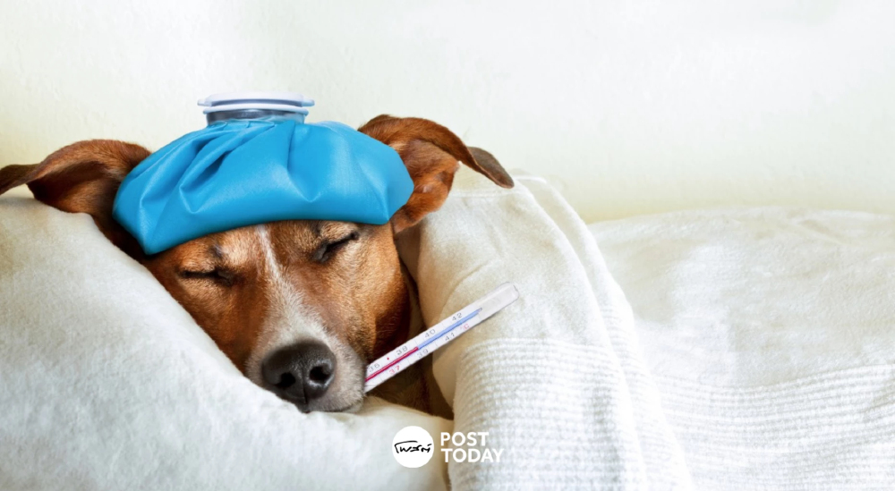 เทรนด์ดูแลสัตว์เลี้ยง ดันธุรกิจสุขภาพโต เปิด 7 สัญญาณเตือนที่เจ้าของควรรู้ เทรนด์ดูแลสัตว์เลี้ยง ดันธุรกิจสุขภาพโต เปิด 7 สัญญาณเตือนที่เจ้าของควรรู้