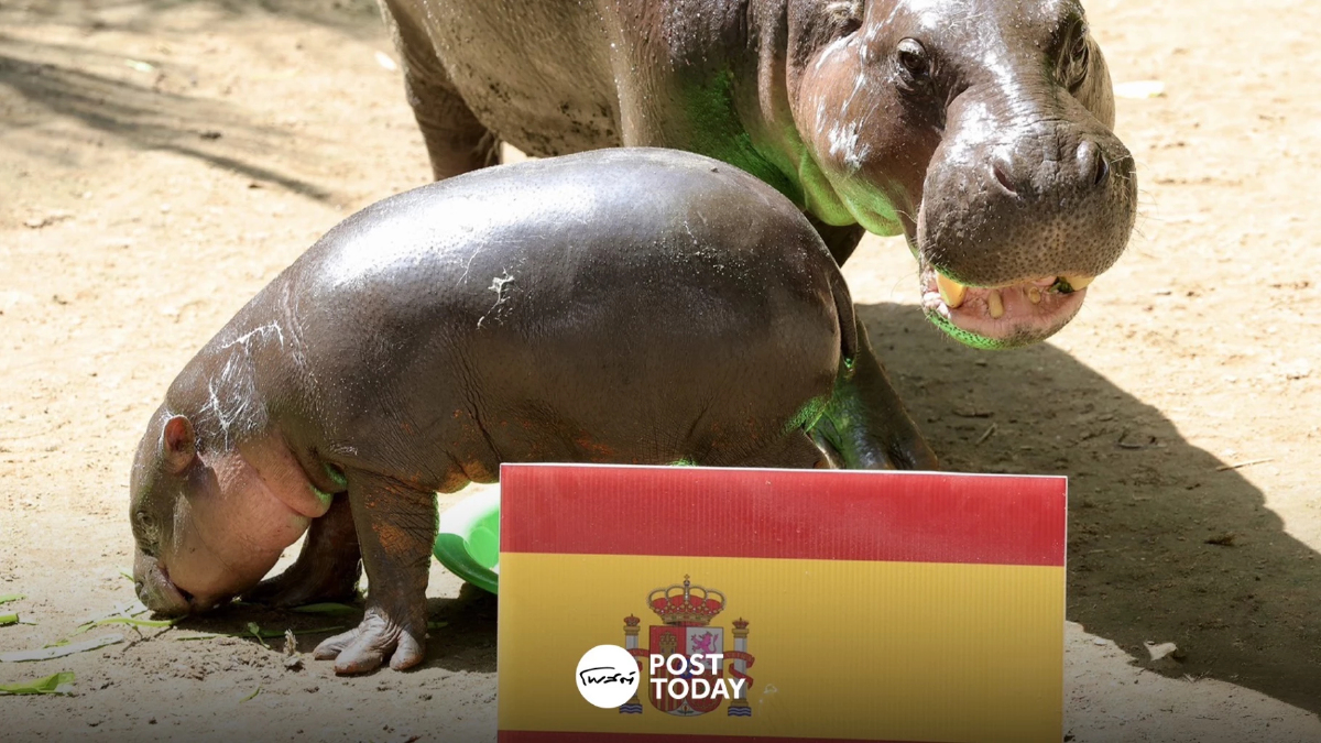 แฟนบอลอาร์เจนว่าไง? หมูแดงแทงสวนหมูเด้ง! สเปน “แชมป์บอลโลก” แฟนบอลอาร์เจนว่าไง? หมูแดงแทงสวนหมูเด้ง! สเปน “แชมป์บอลโลก”