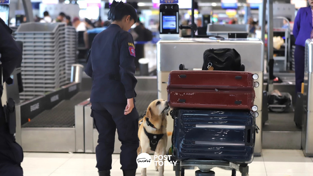 K9 มาแล้ว! ตำรวจหมาตรวจสกัดลักลอบลำเลียงยาเสพติด สุวรรณภูมิ